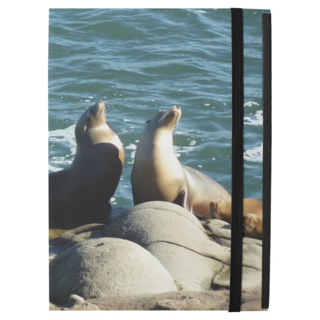 San Diego Sea Lions (Vorderseite Geschlossen)