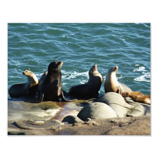 San Diego Sea Lions Fotodruck (Vorne)