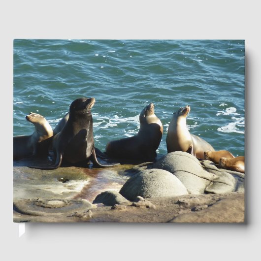 San Diego Sea Lions Gästebuch (Vorderseite)