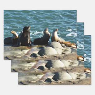 San Diego Sea Lions Geschenkpapier Set