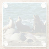 San Diego Sea Lions Glasuntersetzer (Rückseite)