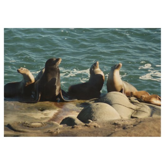 San Diego Sea Lions Holzposter (Vorderseite)