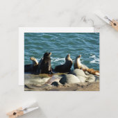 San Diego Sea Lions Karte (Vorderseite/Rückseite Beispiel)