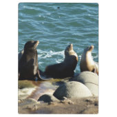 San Diego Sea Lions Klemmbrett (Rückseite)