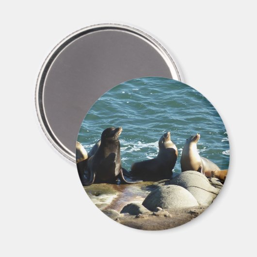 San Diego Sea Lions Magnet (Vorderseite/Rückseite)