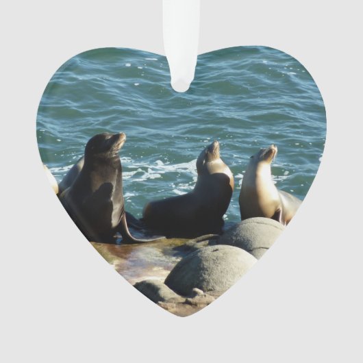 San Diego Sea Lions Ornament (Vorderseite)
