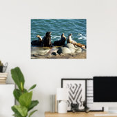 San Diego Sea Lions Poster (Heimbüro)