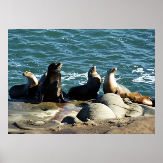 San Diego Sea Lions Poster (Vorne)