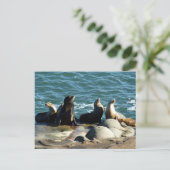 San Diego Sea Lions Postkarte (Stehend Vorderseite)