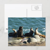 San Diego Sea Lions Postkarte (Vorne/Hinten)