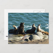 San Diego Sea Lions Postkarte (Vorne/Hinten)