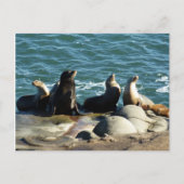 San Diego Sea Lions Postkarte (Vorderseite)