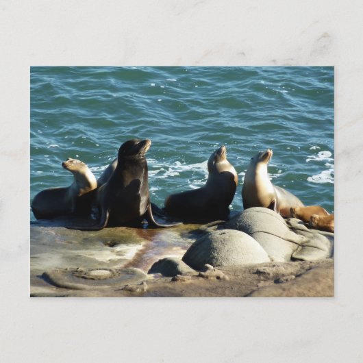 San Diego Sea Lions Postkarte (Vorderseite)