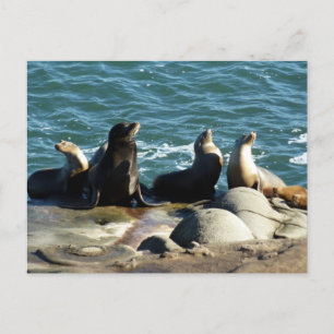 San Diego Sea Lions Postkarte