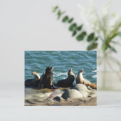 San Diego Sea Lions Postkarte (Stehend Vorderseite)
