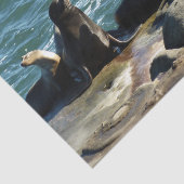 San Diego Sea Lions Seidenpapier (Ausschnitt)