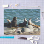 San Diego Sea Lions Seidenpapier (Handwerk)