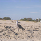 San Diego Seagull Aufkleber (Vorderseite)