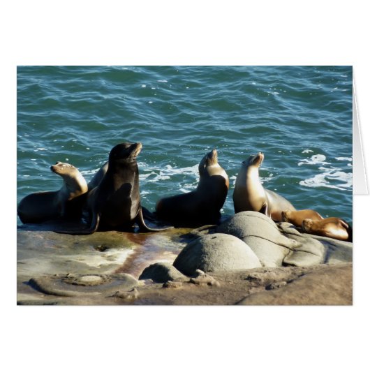 San Diego Seelöwen (Vorderseite (Horizontal))