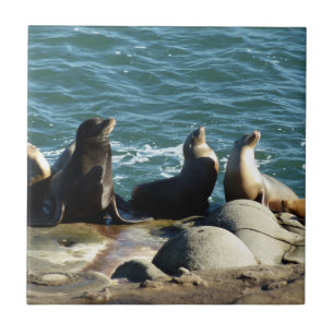 San Diego Seelöwen Fliese