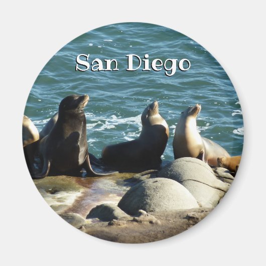 San Diego Seelöwen Magnet (Vorne)