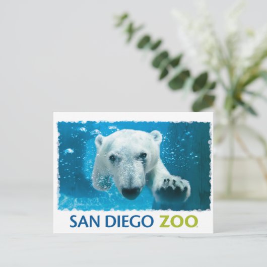 San Diego Zoo Polar Bear Postkarte (Stehend Vorderseite)