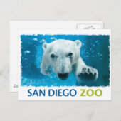 San Diego Zoo Polar Bear Postkarte (Vorne/Hinten)