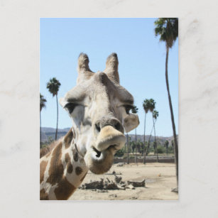 San Diego zoo Postkarte