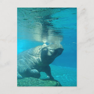 San Diego Zoo Postkarte