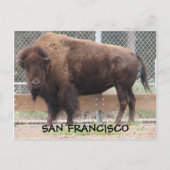 San Francisco Bison Postcard! Postkarte (Vorderseite)