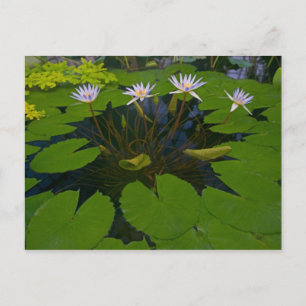 San Francisco Californias Golden Gate Park und Postkarte