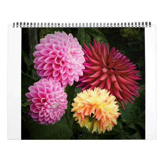 San Francisco Dahlias 2022 Kalender (Rückseite)