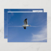 San Francisco Gull Postkarte (Vorne/Hinten)