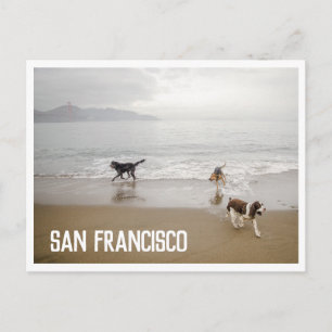 San Francisco Hunde auf der Beach Postcard Postkarte