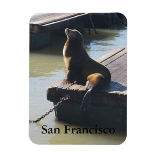 San Francisco Pier 39 Sea Lion #2 Magnet