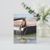 San Francisco Pier 39 Sea Lion Postcard Postkarte (Stehend Vorderseite)
