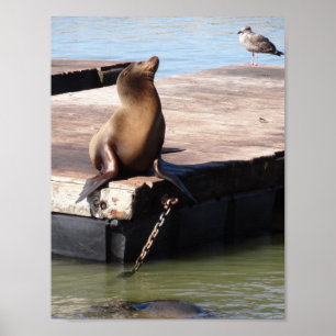 San Francisco Pier 39 Sea Lion Poster