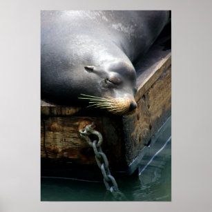 San Francisco Sea Lion Foto Poster