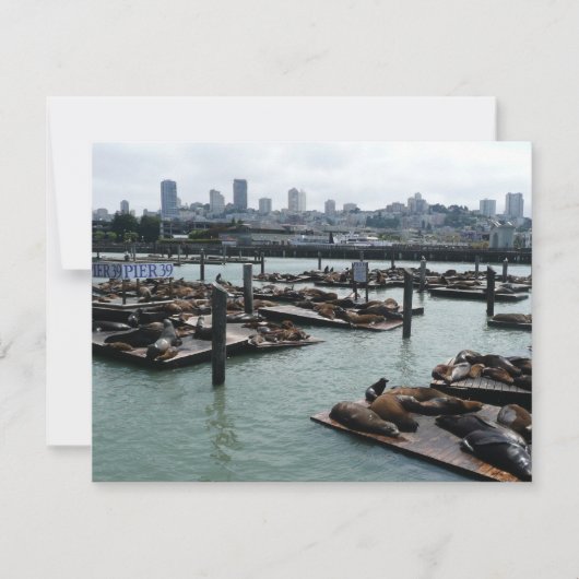 San Francisco und Pier 39 Sea Lions City Skyline (Vorderseite)