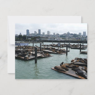 San Francisco und Pier 39 Sea Lions City Skyline
