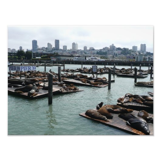 San Francisco und Pier 39 Sea Lions City Skyline Fotodruck (Vorne)