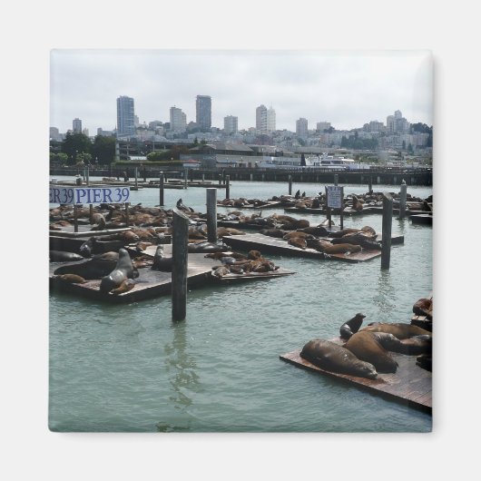 San Francisco und Pier 39 Sea Lions City Skyline Magnet (Vorne)