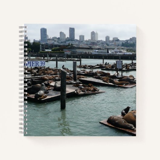 San Francisco und Pier 39 Sea Lions City Skyline Notizblock (Vorderseite)