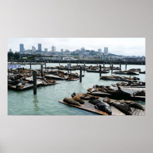 San Francisco und Pier 39 Sea Lions City Skyline Poster
