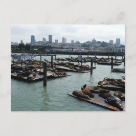 San Francisco und Pier 39 Sea Lions City Skyline Postkarte