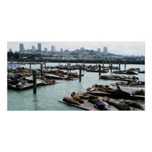 San Francisco und Pier 39 Seelöwen Stadt Skyline Poster