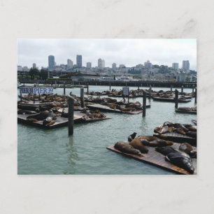 San Francisco und Pier 39 Seelöwen Stadt Skyline Postkarte