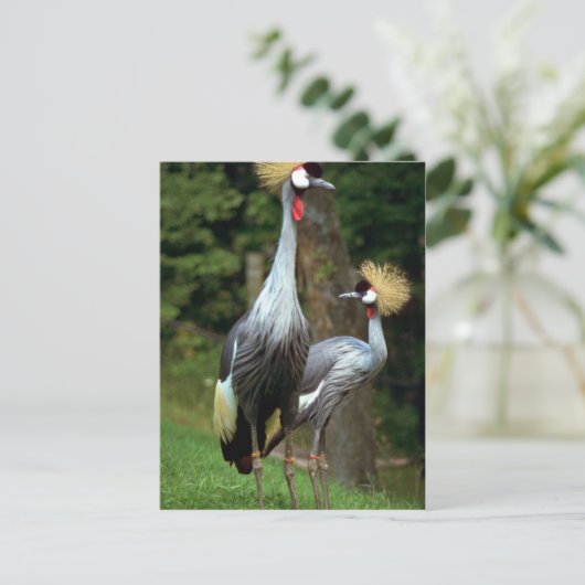 San Francisco Zoo Postkarte (Stehend Vorderseite)