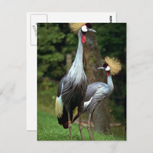 San Francisco Zoo Postkarte (Vorne/Hinten)