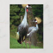 San Francisco Zoo Postkarte (Vorderseite)